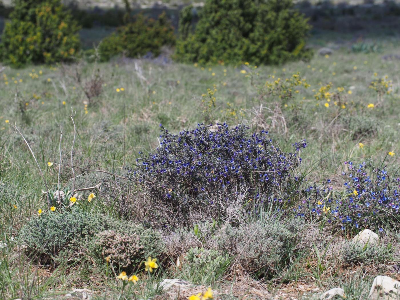 Gromwell, Shrubby plant